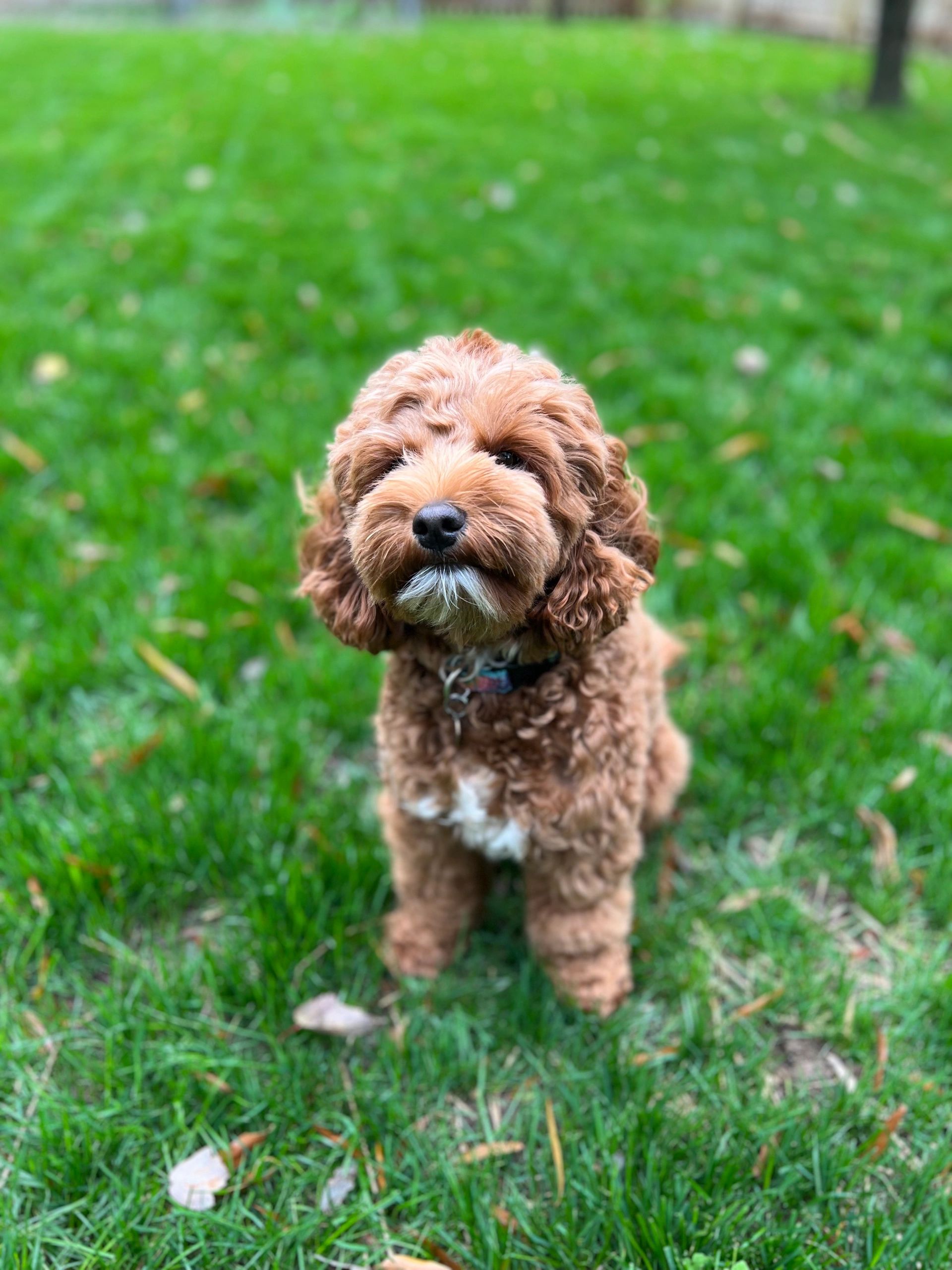 Definition Of Australian Labradoodle
