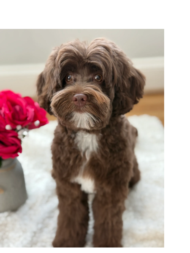Cute brown dog with big eyes.