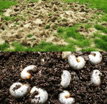 Grubs 