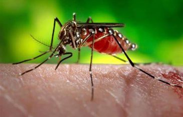 Mosquito 