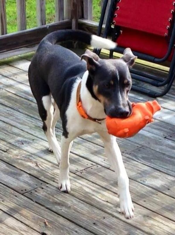 Pet care includes playing with your pet and their favorite toy.