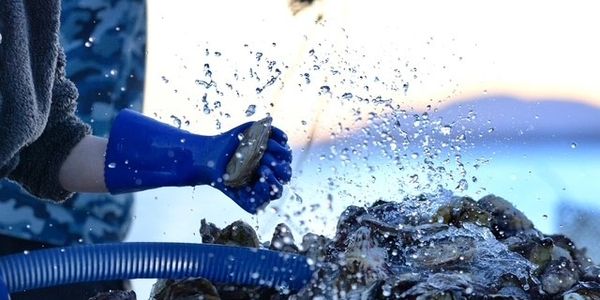Person wearing blue gloves handling oysters with water splashing.