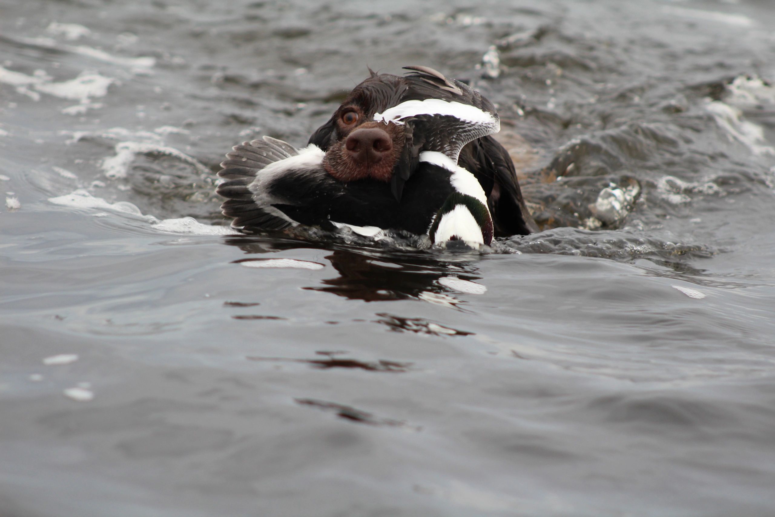 Hyde County Duck Hunts Brown Dog Outfitters Hyde County Duck Hunts Brown Dog Outfitters