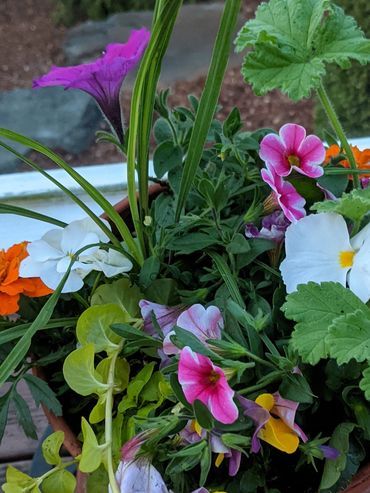 Spring Cheer Flower Pot Arrangement