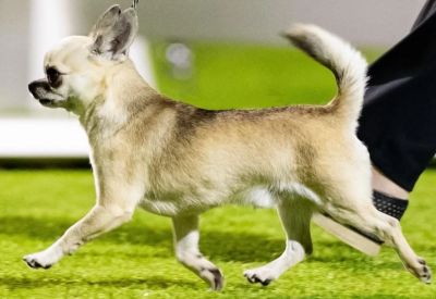 Chihuahua dog walking on grass.