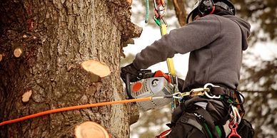 Tree service pricing