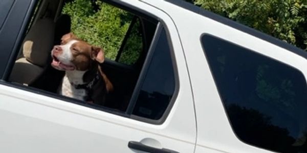 Autumn enjoying her ride with Elsie's Pet Palace