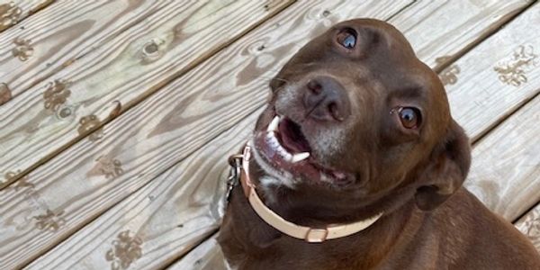 Elsie's Pet Palace - Coco having a blast at Doggy Daycare 