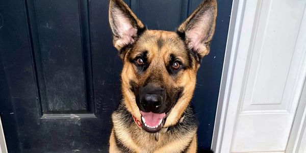 Elsie's Pet Palace - Nacho smiling after a pawdicure 