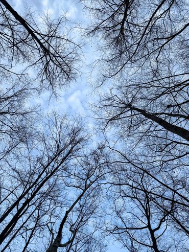 View looking up at tall leafless trees against a blue sky.