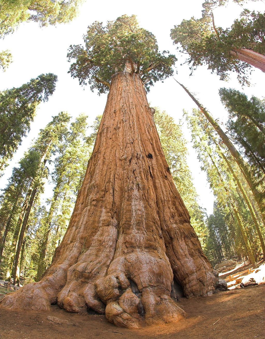 Sequoia Sequoia