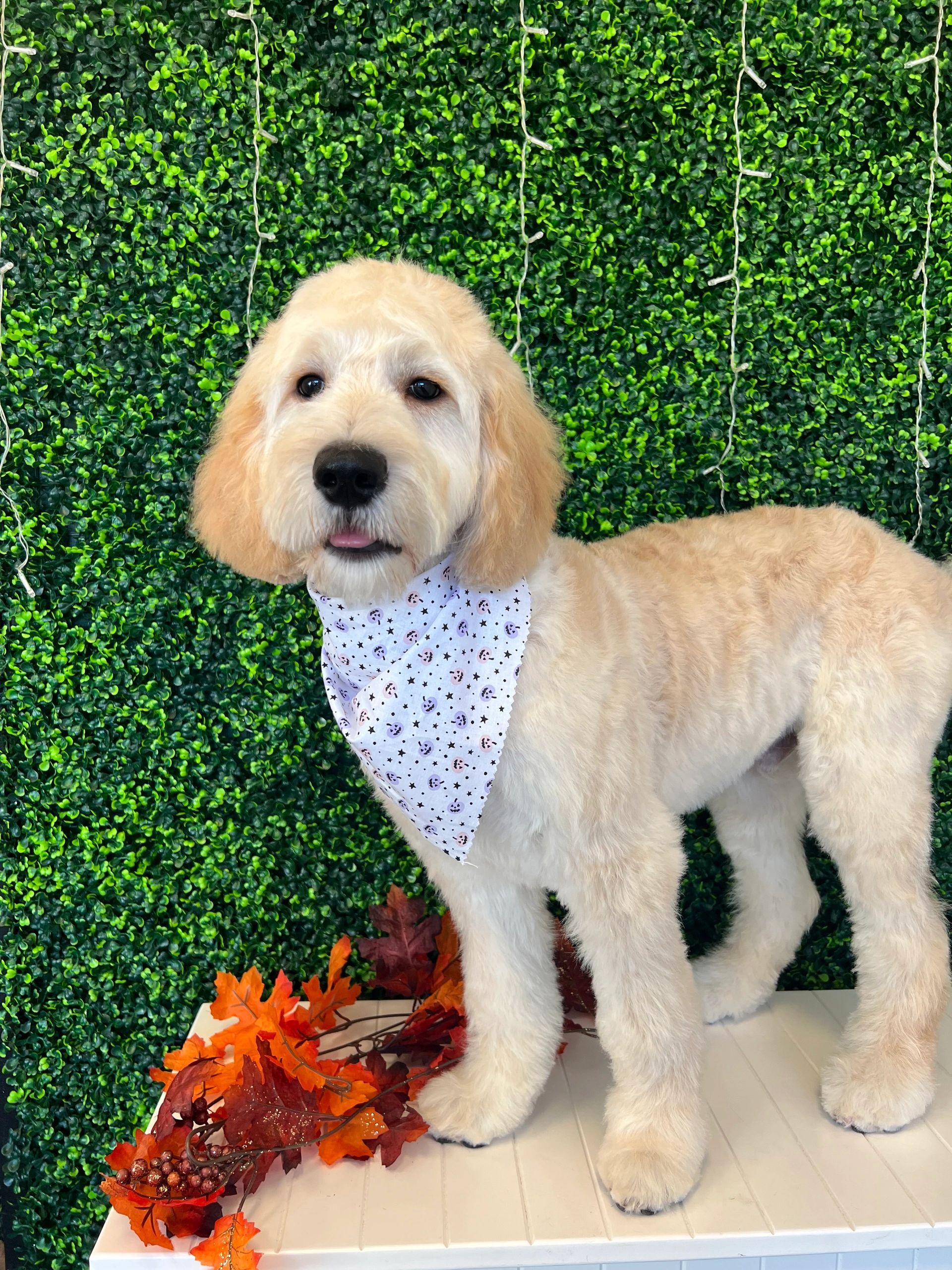 how often do you brush a goldendoodle