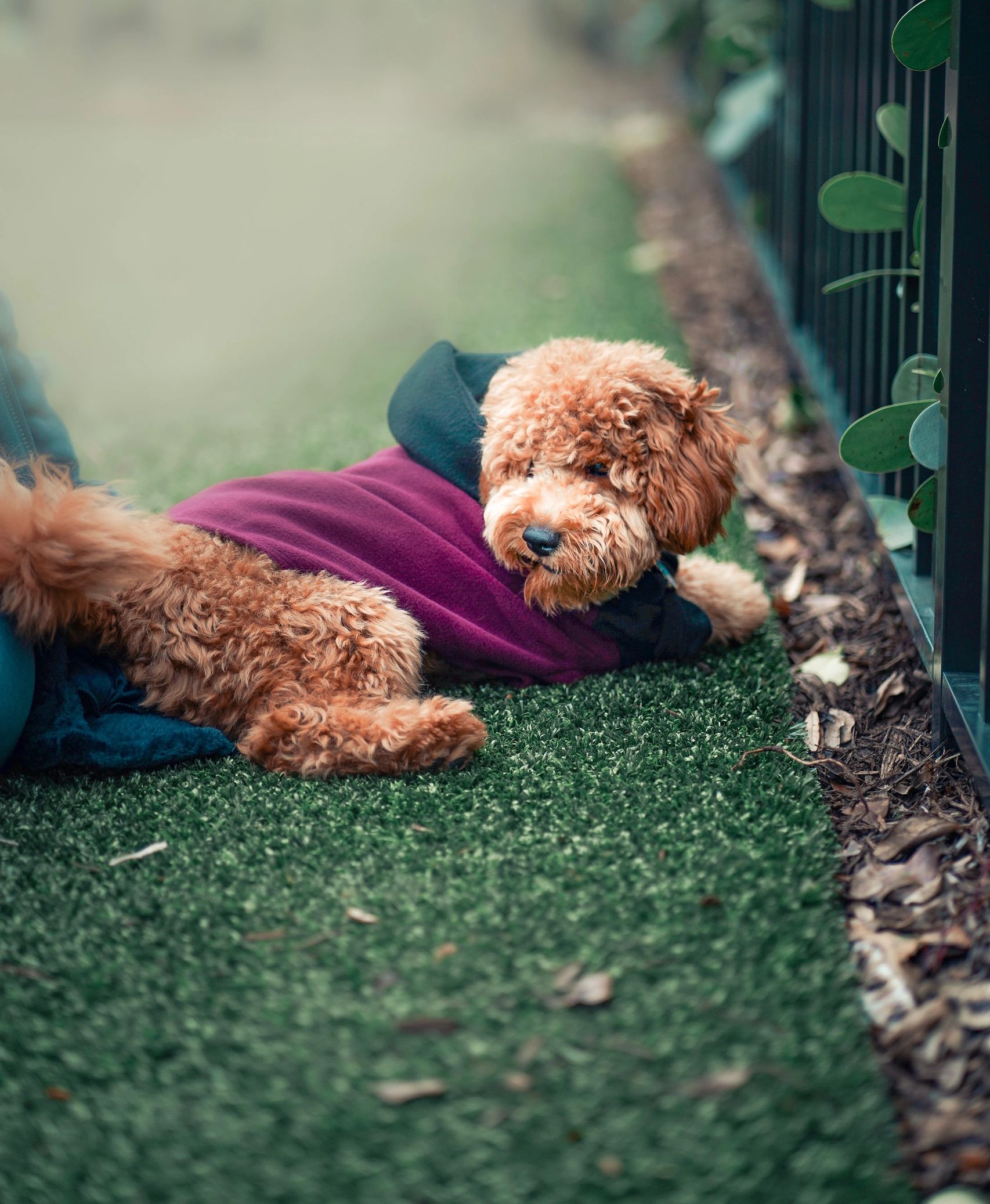 What Kind Of Brush Should I Use On My Goldendoodle