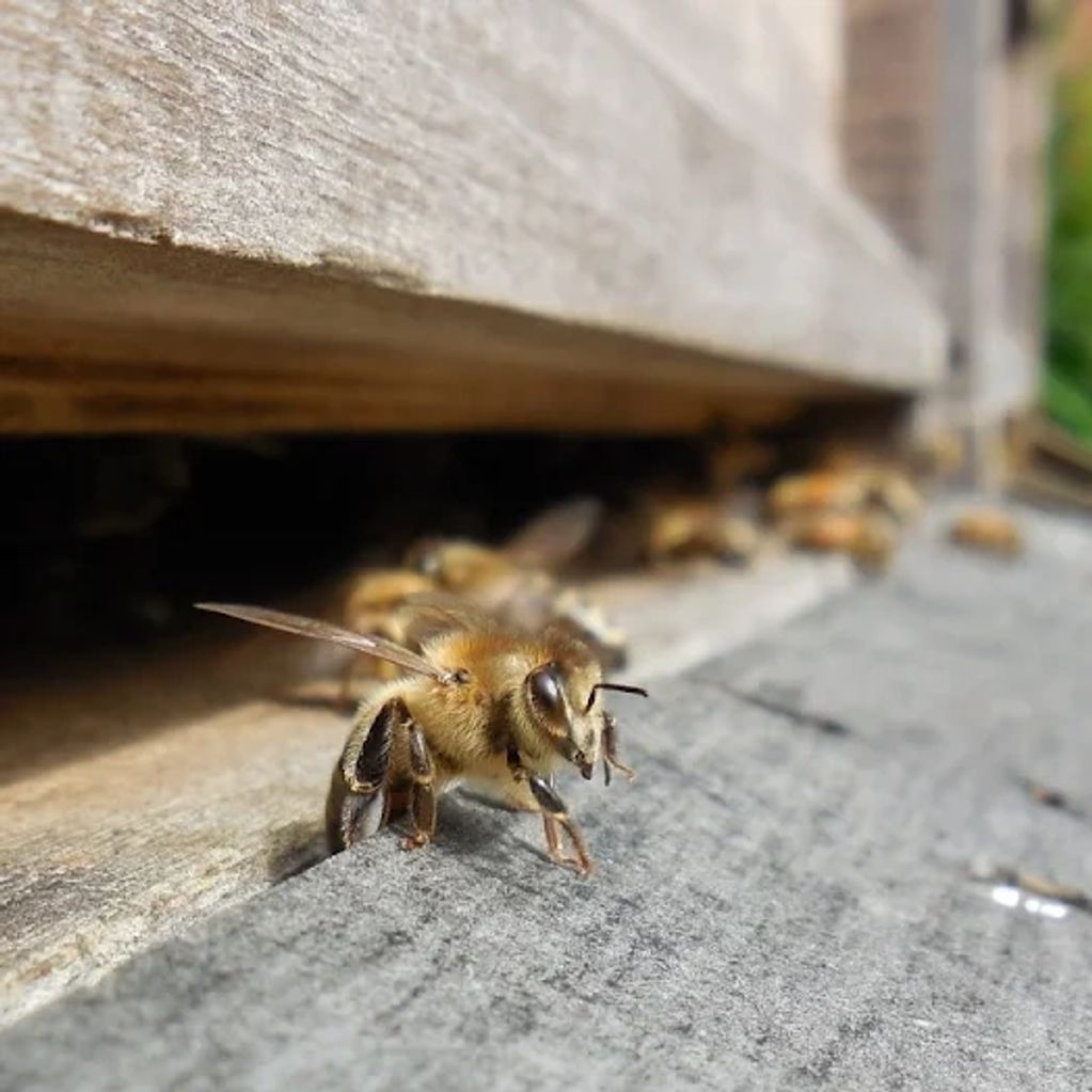 Close-up of a honeybee exiting a wooden hive.
