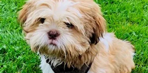 A fluffy little dog.
