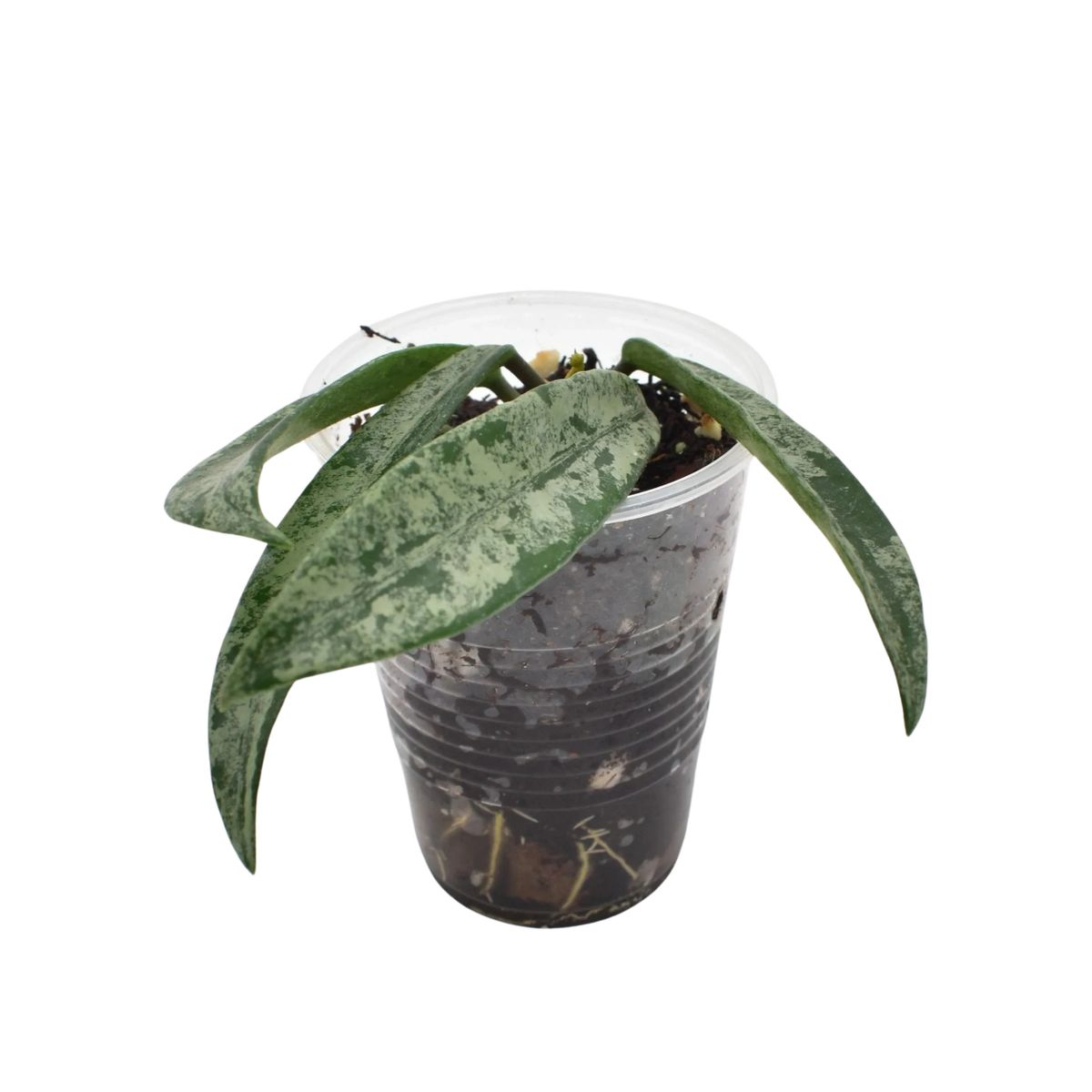 Hoya Minibelle Splash