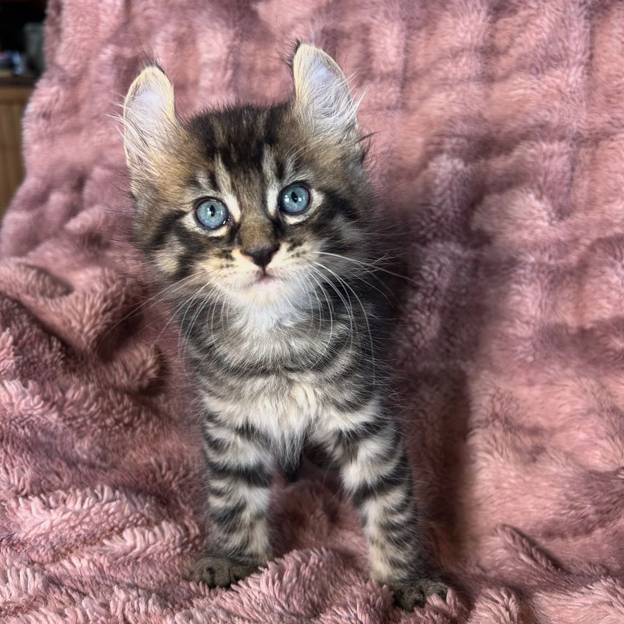 A fluffy tabby kitten with striking blue eyes on a pink blanket.