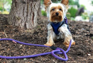 Axl modeling his new leash