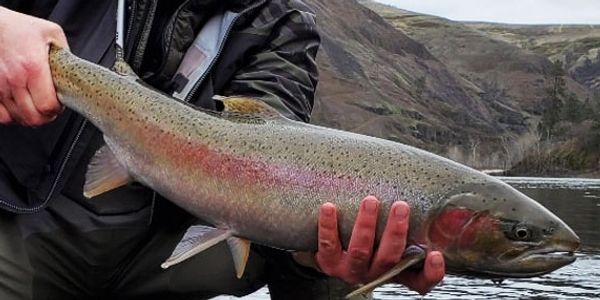 Steelhead in hands 