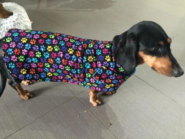 Dachshund jackets australia outlet