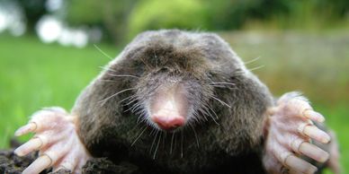 Mole catcher Mole removal Mole gassing Mole trap Pest control moles Hereford Leominster Mole control