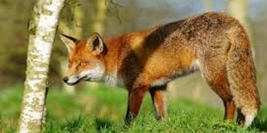 Fox control Fox catcher Fox trap Fox removal Urban fox Rural fox Pest control fox Herefordshire