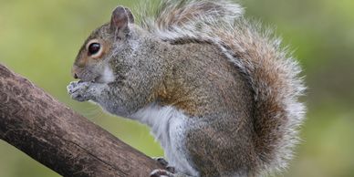 Squirrel control squirrel contract Pest control squirrels Woodland squirrel control Herefordshire