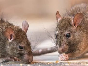 Two brown rats nibbling on food on the ground.