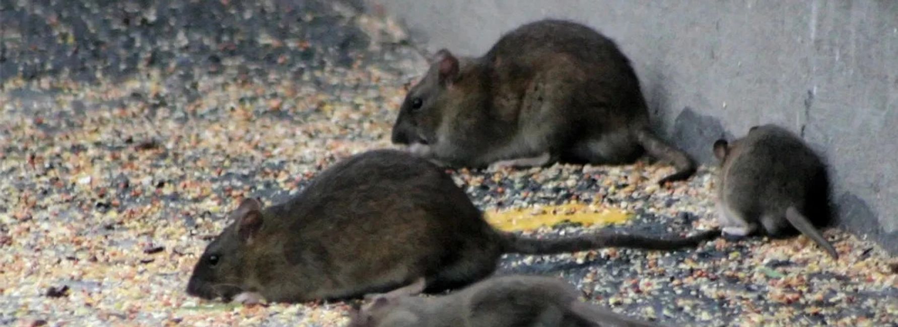 Professional Rat Control Wilde pest control