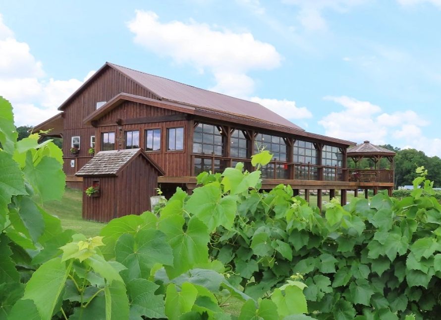 A rustic wooden barn surrounded by lush green grapevines under a blue sky.