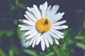 Welcome to Apiary Arts.Buzz