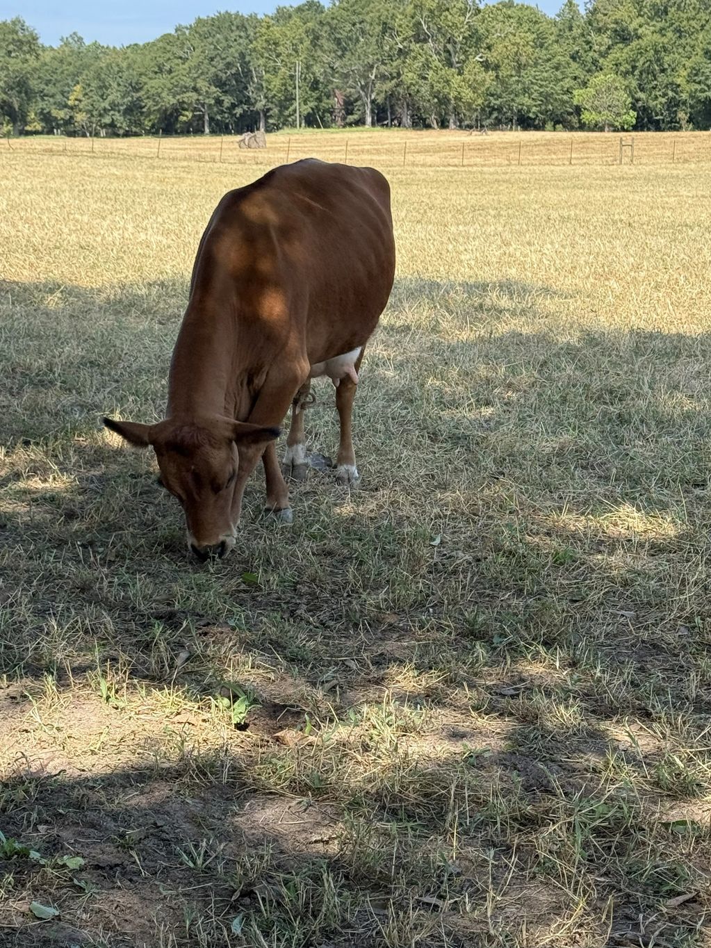 Paris is 1/2 Tarrentaise and 1/2 mini jersey.  She gives LOTS of tasty and golden rich milk. 