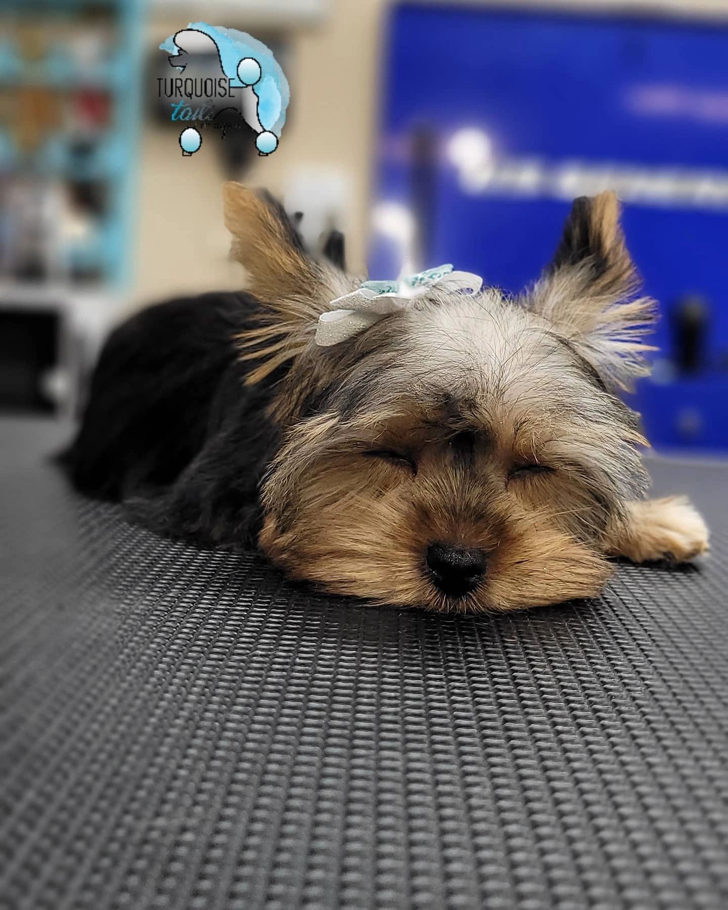 Turquoise Tails Pet Grooming Pet Groomer Yuma, Arizona