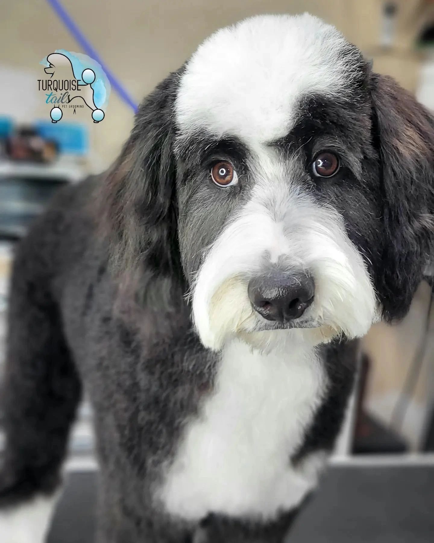 Turquoise Tails Pet Grooming Pet Groomer Yuma, Arizona