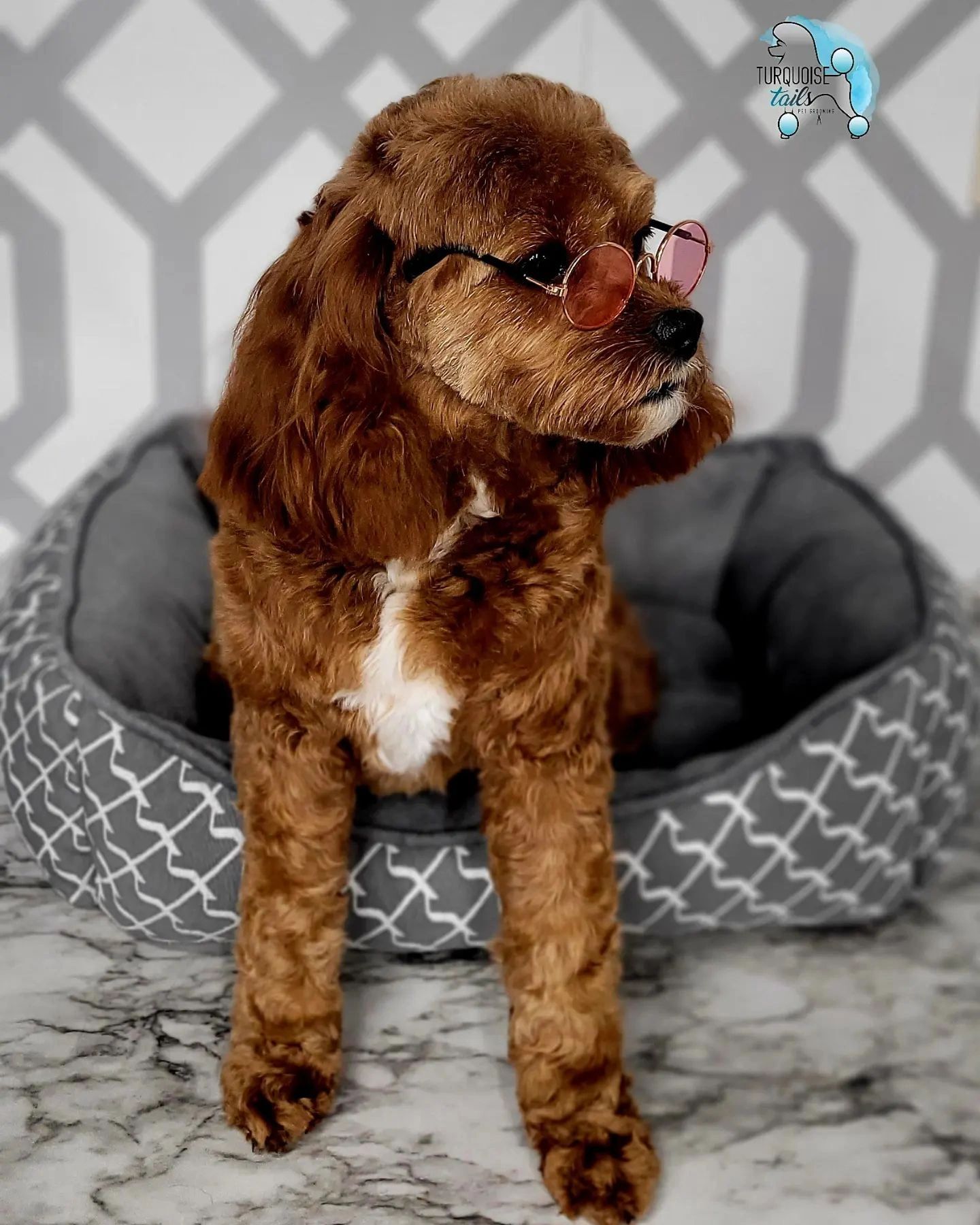 Turquoise Tails Pet Grooming Pet Groomer Yuma, Arizona