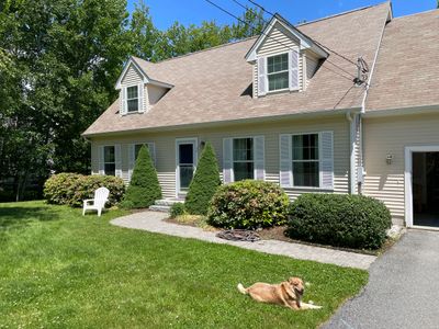 A dog lying on the driveway outside a suburban house with a green lawn and shrubs.