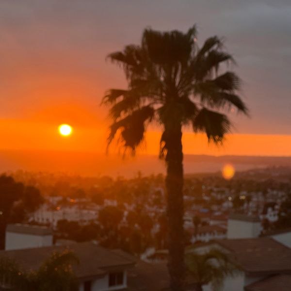 view of a tree and sun set 