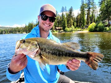 Largemouth Bass, Western Montana Fish Species