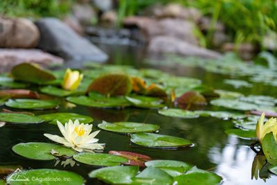 close up of water lilies in DIY natural backyard pond