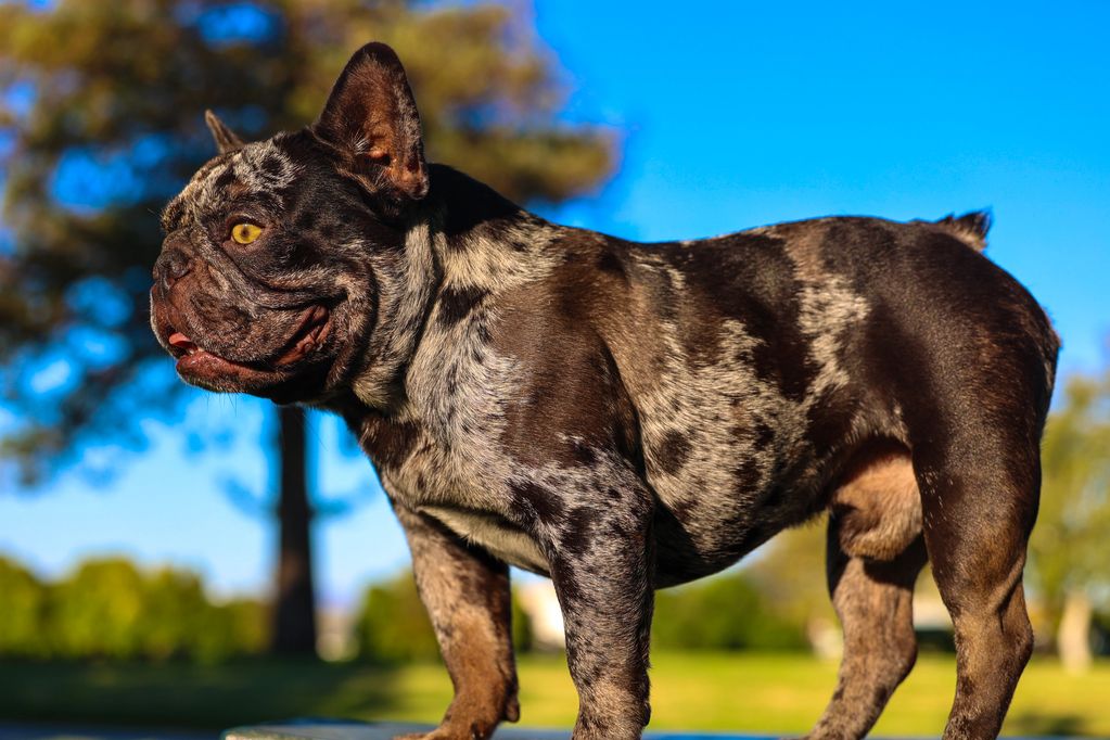 Discover our Stunning Chocolate Tweed Merle French Bulldog Sire.