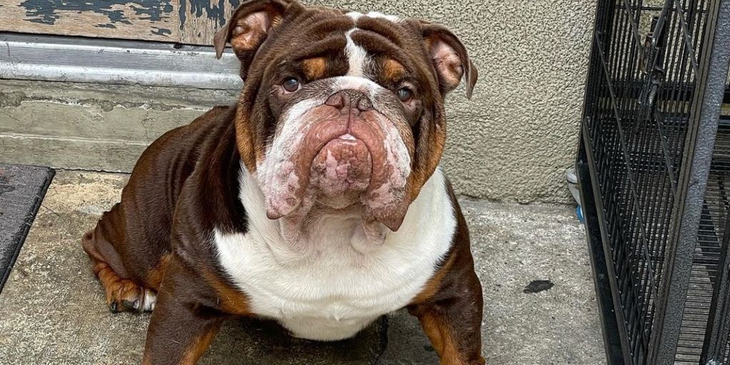 Chocolate and tan male sire English Bulldog with a captivating appearance. 