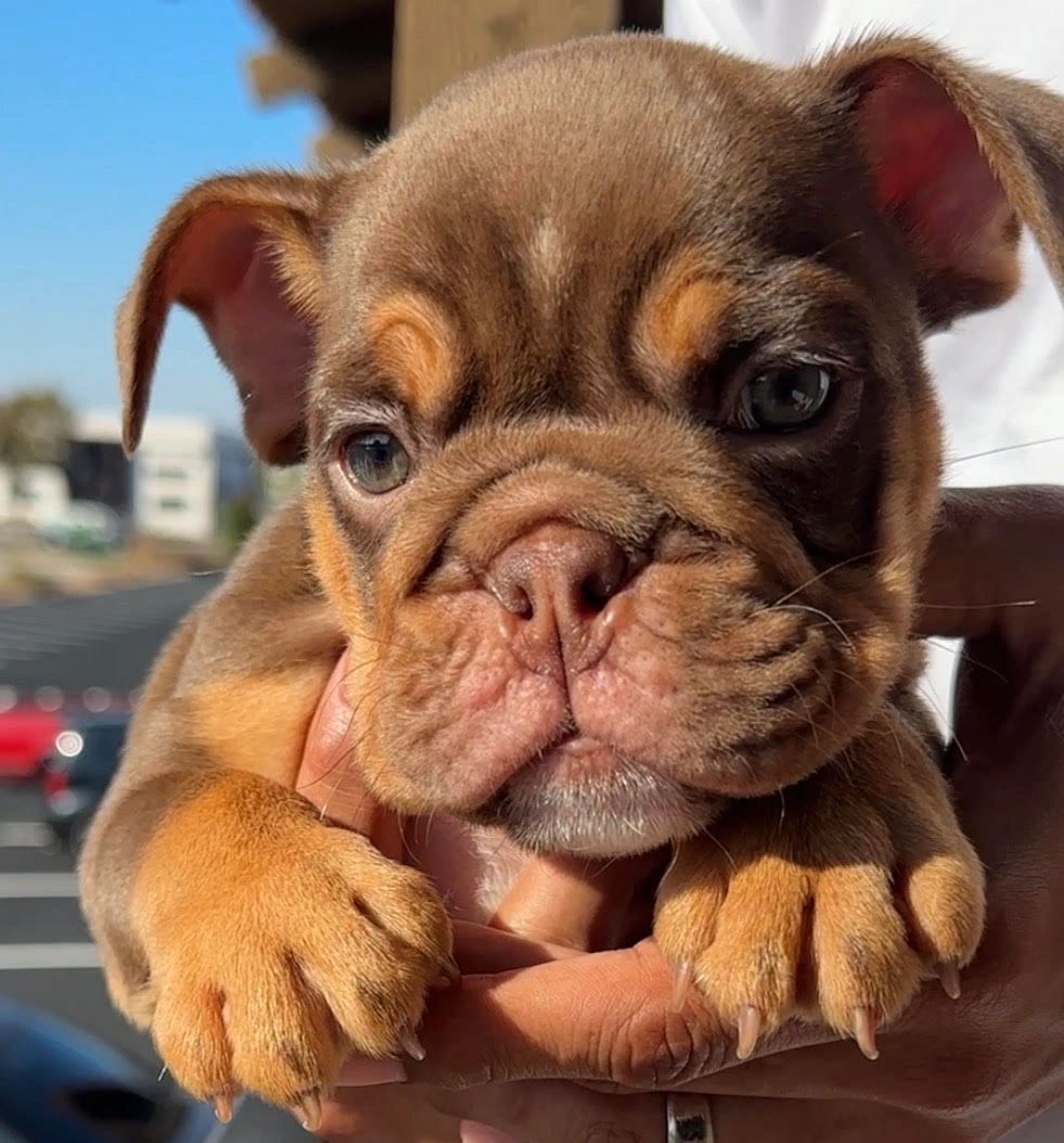 Preparing for Your English Bulldog Puppy: How to Prepare., image size:981x1053