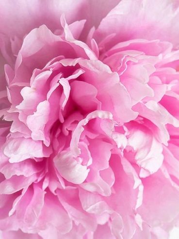 Silk Peony Flower | Fragrances of Polynesia