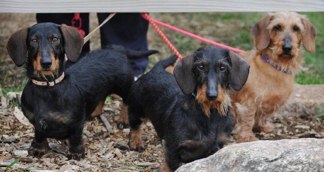 Minnesota Dachshund Club - Home