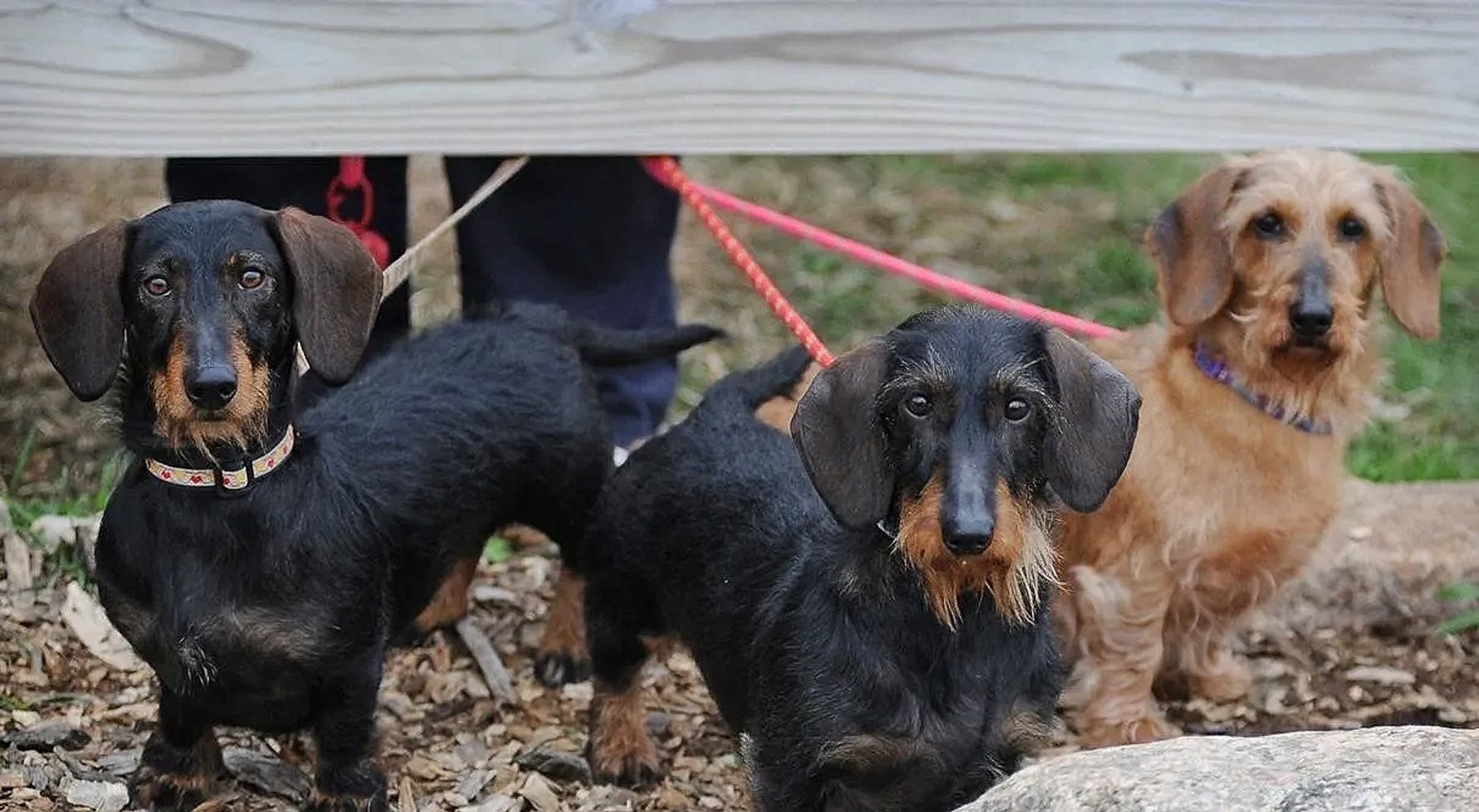 Minnesota Dachshund Club Home