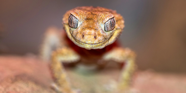 Front view of a green frog sitting upright