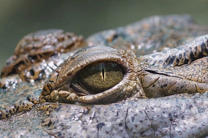 Crocodile eyes