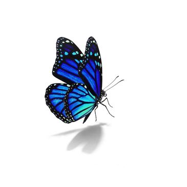 A vibrant blue butterfly casting a shadow on a white background.