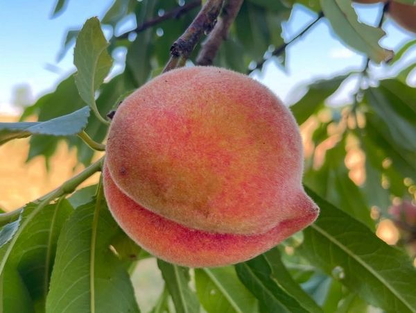A ripe peach hanging on a tree branch with green leaves.