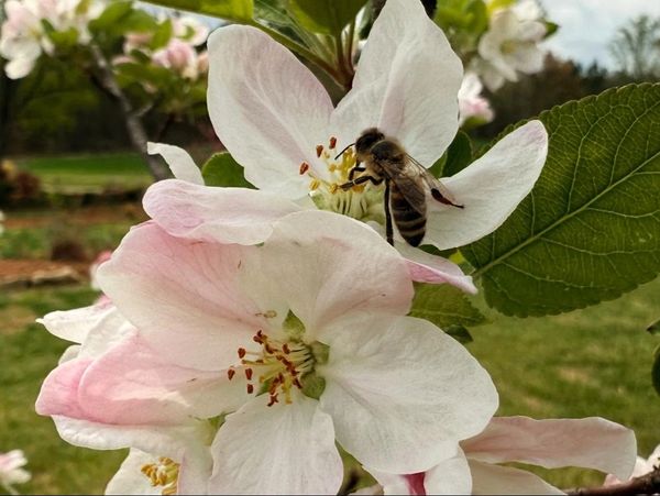 A bee collects nectar from delicate white and pink apple blossoms.